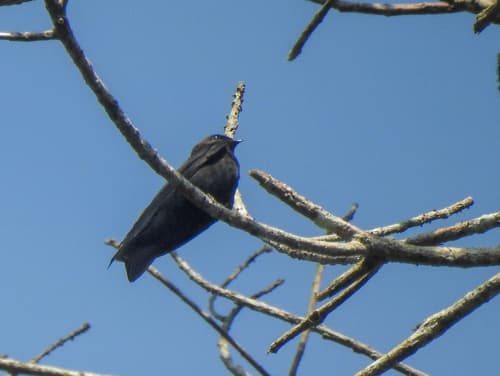 Square-tailed Sawwing