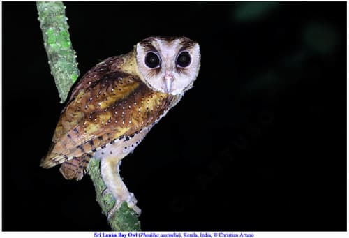 Sri Lanka Bay Owl