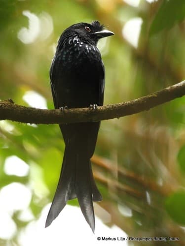 Sri Lanka Drongo