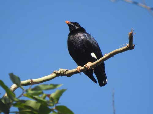 Sri Lanka Myna