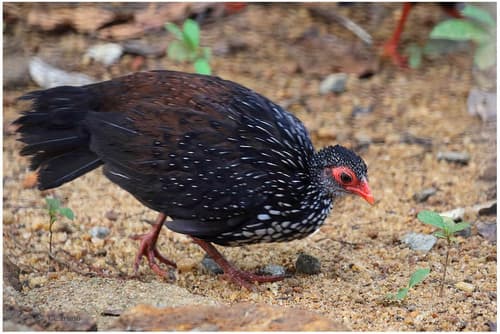 Sri Lanka Spurfowl