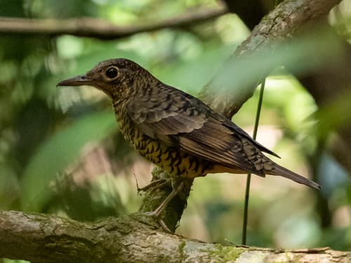 Sri Lanka Thrush