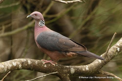 Sri Lanka Wood-Pigeon