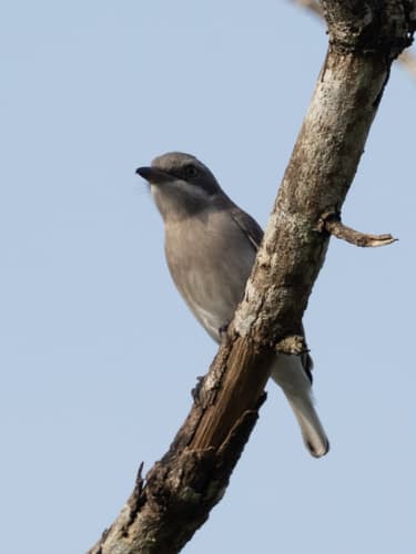 Sri Lanka Woodshrike