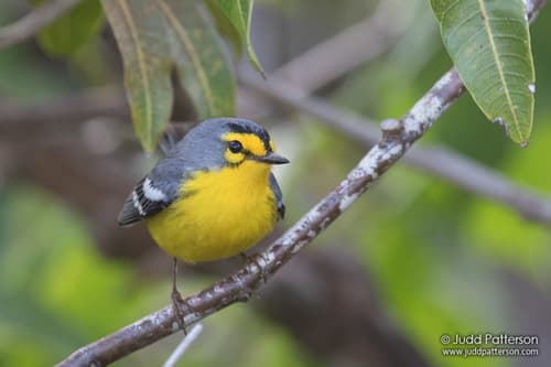 St. Lucia Warbler