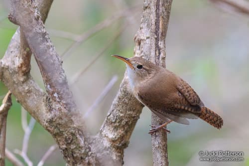 St. Lucia Wren