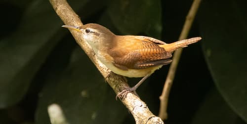 St. Vincent Wren