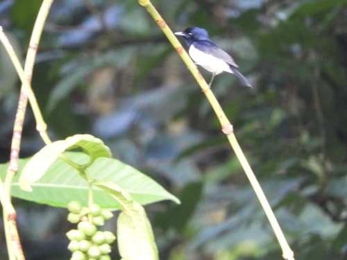 Steel-blue Flycatcher