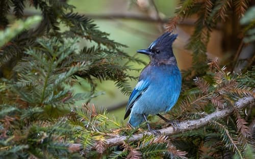Steller's Jay