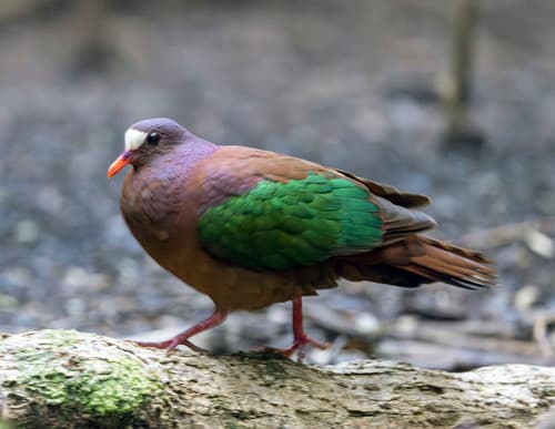 Stephan's Emerald Dove