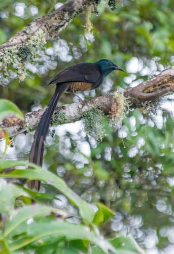 Stephanie's Astrapia