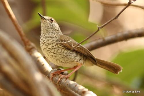 Stierling's Wren-Warbler