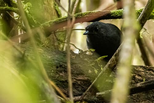 Stiles's Tapaculo
