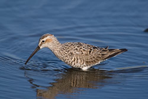 Stilt Sandpiper
