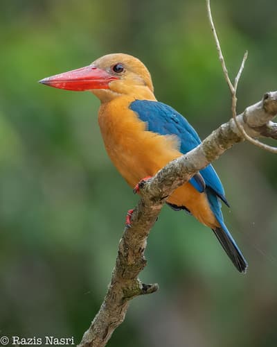 Stork-billed Kingfisher