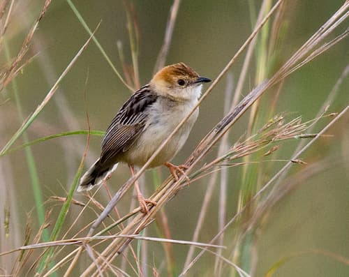 Stout Cisticola
