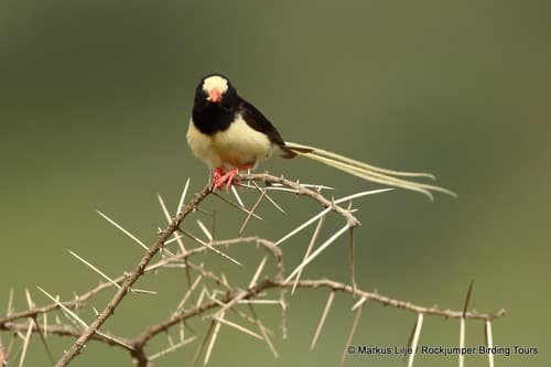 Straw-tailed Whydah