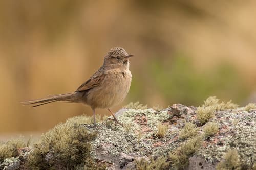 Streak-backed Canastero