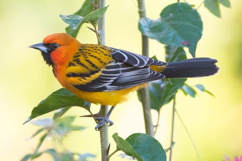 Streak-backed Oriole