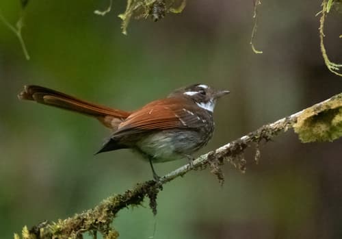 Streak-breasted Fantail