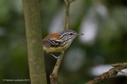 Streak-capped Antwren