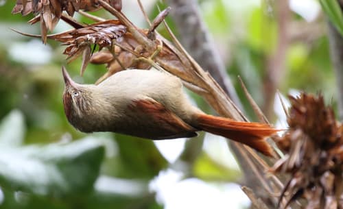 Streak-capped Spinetail