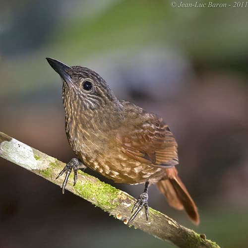Streak-capped Treehunter