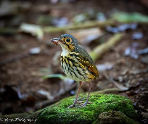 Streak-chested Antpitta