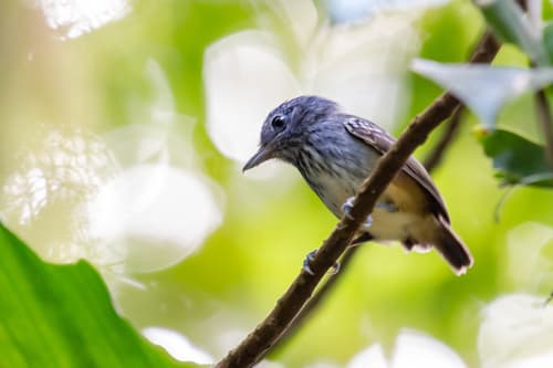 Streak-crowned Antvireo