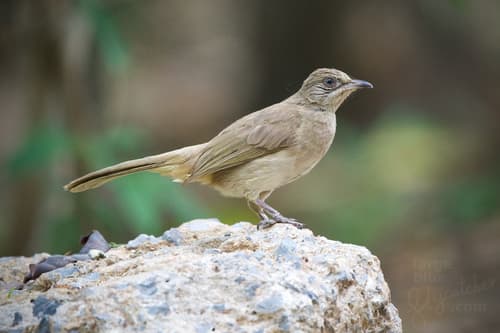Streak-eared Bulbul
