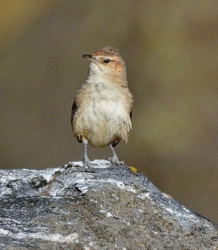 Streak-fronted Thornbird