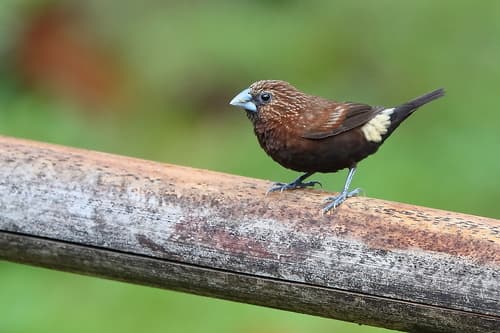 Streak-headed Munia