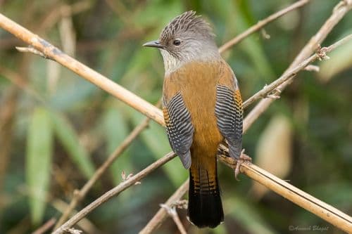 Streak-throated Barwing