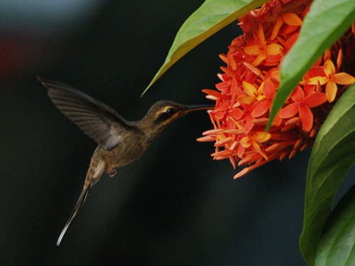 Streak-throated Hermit