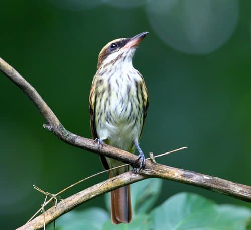 Streaked Flycatcher