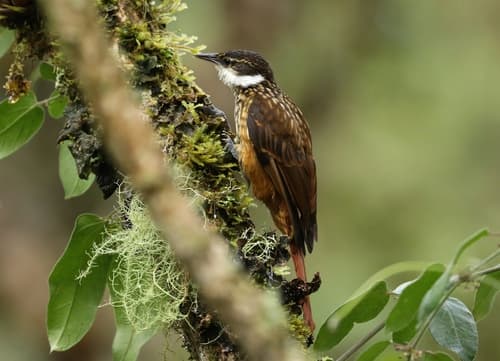 Streaked Tuftedcheek