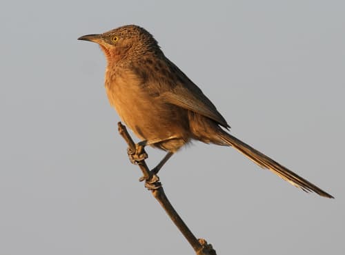 Striated Babbler