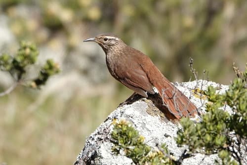 Striated Earthcreeper