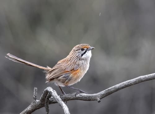 Striated Grasswren