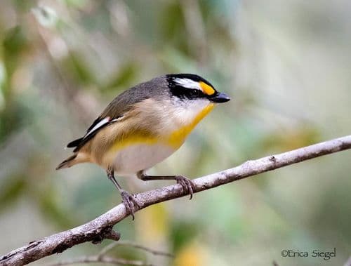 Striated Pardalote