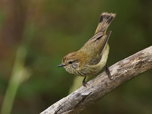 Striated Thornbill