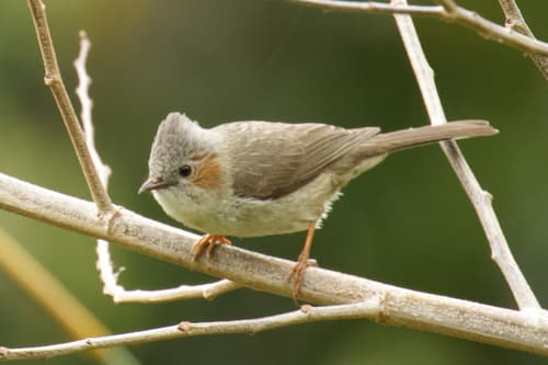 Striated Yuhina