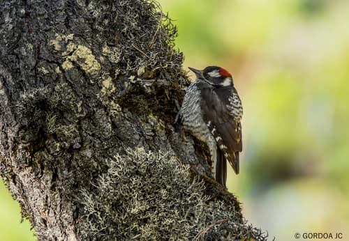 Strickland's Woodpecker