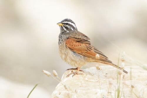 Striolated Bunting