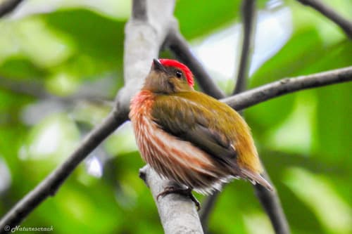 Striolated Manakin