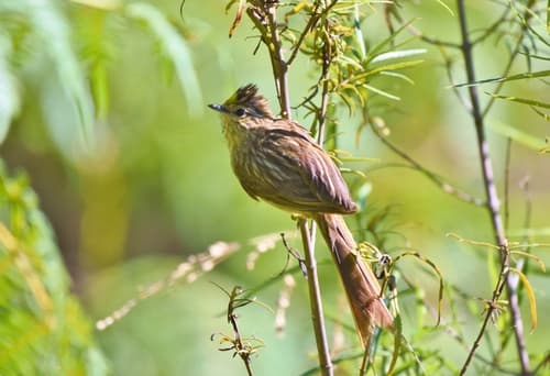 Striolated Tit-Spinetail
