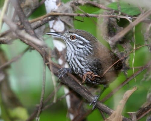 Stripe-breasted Wren