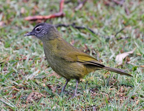 Stripe-cheeked Greenbul