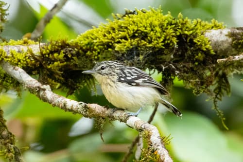 Stripe-chested Antwren