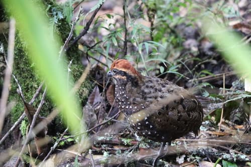 Stripe-faced Wood-Quail